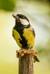 Canvas Print - Vertical closeup of great tit with a bug on its beak on a blurry background