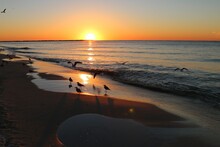 Shorebirds By The Beach At Sunset