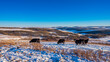 Cattle Grazing in Winter, Alberta Foothills,  Ann & Sandy Cross Conservation Area