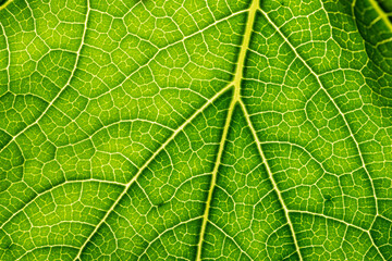 Wall Mural - macro photography of leaf texture - you can see cells