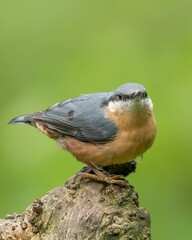 Canvas Print - Closeup of a beautiful Common Nuthatch Perched on a tree with a blurred background