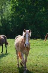 Sticker - Vertical closeup of beautiful Haflinger horse walking on the green paddock on sunny summer day