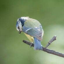 Closeup Of A Beautiful Blue Baby Tit On A Tree Branch With A Blurred Background
