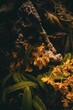 Vertical shot of yellow dendrobium orchids