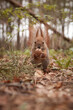 The squirrel holds a walnut in its paws. Wild animals, forest, rodents, cute, fluffy, flora, fauna
