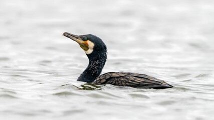 Poster - Closeup shot of a great indian cormorant on a lake