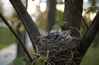 Chicks in the nest look up and wait for their mother. Birds, wings, feathers, small, wild, nature