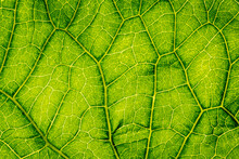 Macro Photography Of Leaf Texture