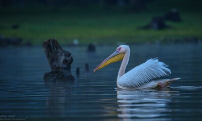 Sticker - Closeup of a beautiful white Pelican in the lake in Africa