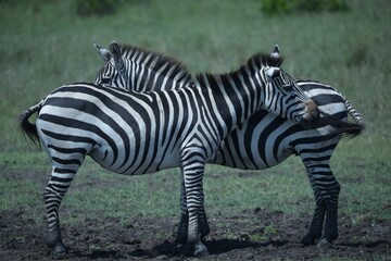 Sticker - Closeup of two beautiful African zebras standing next to each other in a field