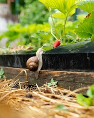 Poster - Closeup of a Helix pomatia in the garden