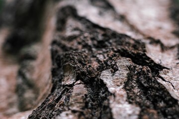 Closeup shot of a tree bark texture