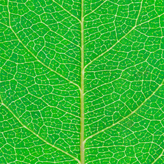Poster - green leaf texture for pattern and background,vector illustration