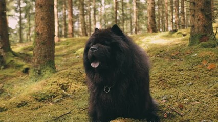 Poster - Fluffy black Newfoundland dog relaxing in a mysterious forest