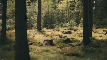 Sticker - Scenic view of green pine trees and shrubs in a tranquil forest