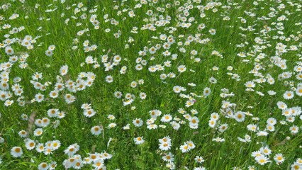 Wall Mural - Growing daisies on green blowing background. Flower sway in the wind. Camomille background. Wide shot.