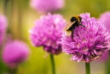 Macro Shot Of A Southern Cuckoo Bumblebee On A Pink Chive Flower