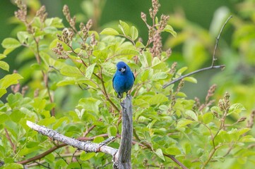 Poster - Cute Indigo Bunting briefly bird on a tree branch with leaves and blur background