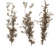 3D render of dying  brown ivy illustraion