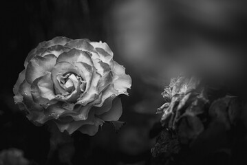 Sticker - Greyscale shot of a rose with bokeh background