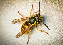 A Wasp Talking A Break On The Wall