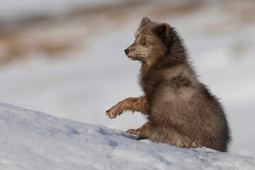 Wall Mural - Close-up view of a blue arctic fox sitting in the snow-covered field on a sunny day