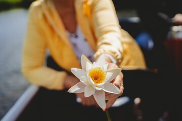 Closeup shot of a Pygmy water lily in hand