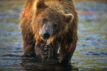 Canvas Print - Closeup shot of a large brown standing in a river water