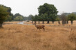 herd of deer doe waling in richmond park london england