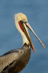 Sticker - Giant brown pelican (Pelecanus occidentalis) against a blue background in closeup