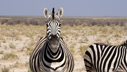 Wall Mural - Close up shot of a zebra with her foal in Etosha National Park, Namibia, Africa. 