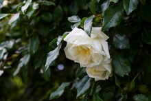 Closeup Of Beautiful White Roses On A Bush In A Garden