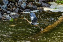 Great Blue Heron Flying Over The River