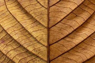 Wall Mural - Dry Leaf Detailed Texture Close up