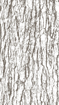 one color background with oak tree bark texture