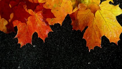 super slow motion of falling water drops from autumn maple leaves, macro. filmed on high speed cinem