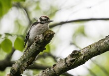 Selective Focus Shot Of A Downy Woodpecker Perching On The Branch