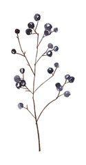 Wall Mural - Watercolor hand painted botanical spring dark purple berries and branches illustration isolated on white background.