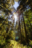 Fototapeta  - Lush Green Rain Forest in Pacific Northwest. MacMillan Provincial Park, Vancouver Island, BC, Canada. Nature Background