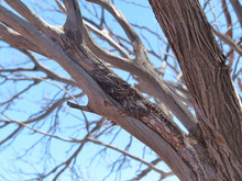 Bearded Dragon Hiding In Tree In The South Australian Outback