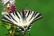 INSECTS- Extreme Close Up Of A Beautiful Scarce Swallowtail Butterfly In Monaco