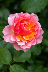 Wall Mural - Flowering ‘Tequila Supreme’ Floribunda Rose