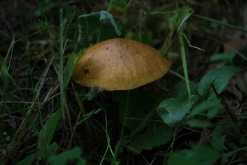 Canvas Print - Closeup shot of Birch bolete Fungus with green leaves on the ground