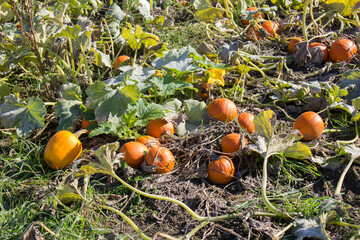 orange pumpkins in a pumpkin patch on an autumn fall sunny day wide