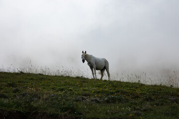 Poster - Horse in a cloudy mountains