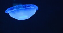 Underwater shot of Aurelia Hawaii, moon jellyfish, saucer jelly floating in the dark open deep sea. Family Ulmaridae. Close-up, slow motion. Clear waters. Natural habitat of medusa. Clear waters.