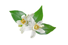 Neroli Blossom. Citrus Bloom. Orange Tree White Flowers, Buds And Leaves Isolated Transparent Png. 
