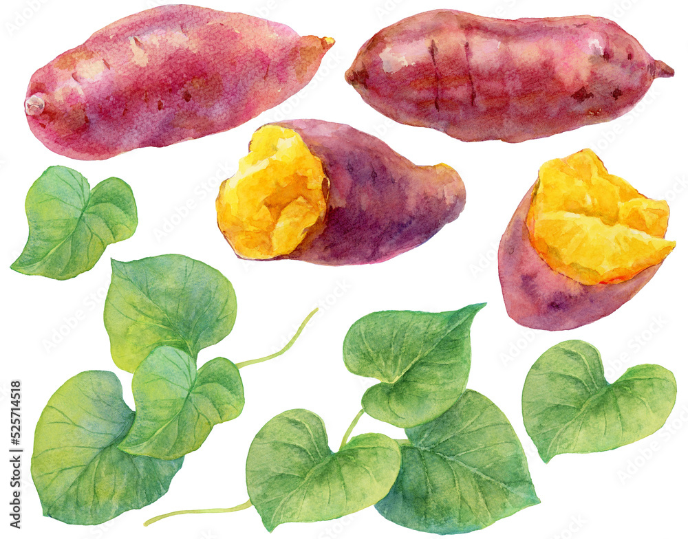さつまいもとさつまいもの葉 素材集 焼き芋 水彩画 Stock Illustration