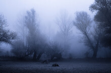 Dark Creepy Landscape Showing Forest Covered In Winter Mist 