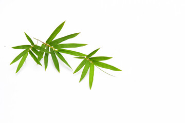 Wall Mural - Bamboo leaves on white background